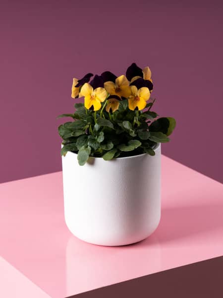 Viola cornuta - Pensamiento mini