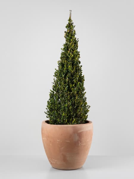 Boj cono (Buxus microphylla 'Faulkner')