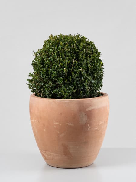 Boj bola (Buxus microphylla 'Faulkner')