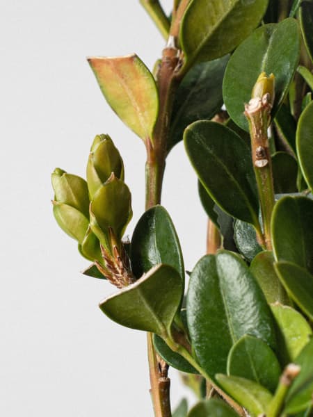 Boj bola (Buxus microphylla 'Faulkner')
