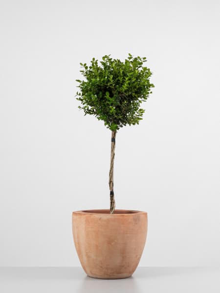 Boj mini arbolito (buxus microphylla faulkner)