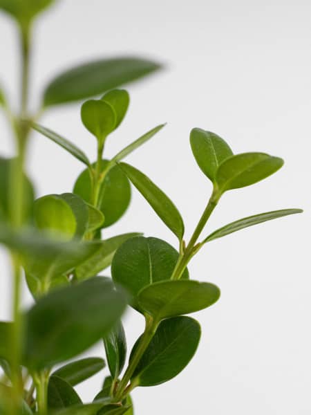 Boj mini arbolito (buxus microphylla faulkner)