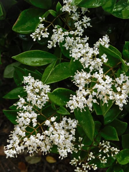 Ligustrum japonicum 'Texanum'