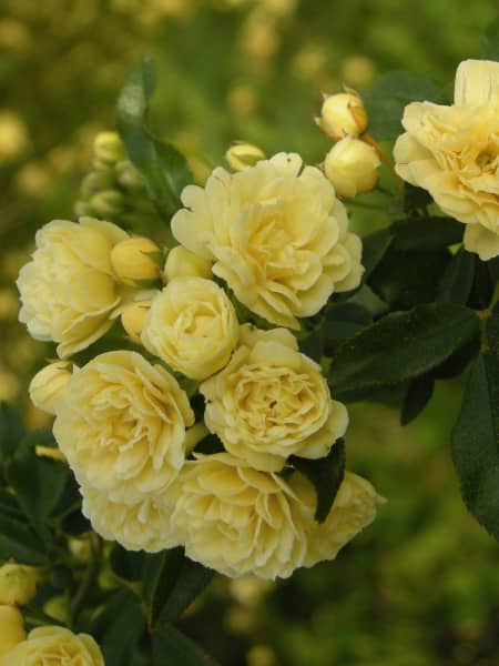 Rosa banksiae 'Lutea'