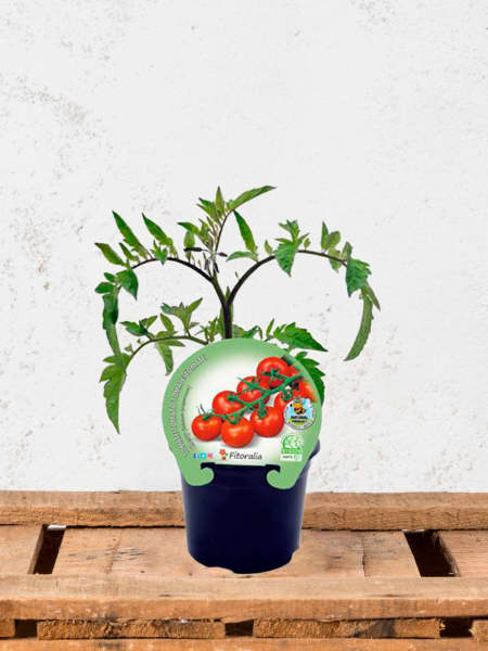 Tomate Cherry rojo - Planta de huerto