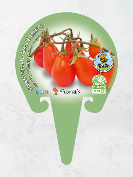 Tomate cherry redondo - Planta de huerto