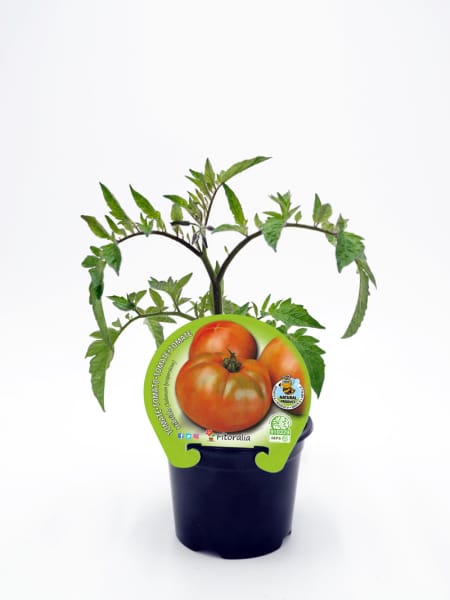 Tomate ensalada hibrido katon - Planta de huerto