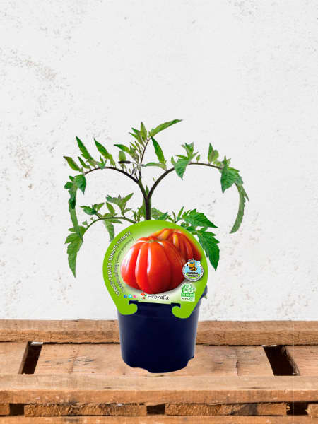 Tomate corazón de buey - Planta de huerto