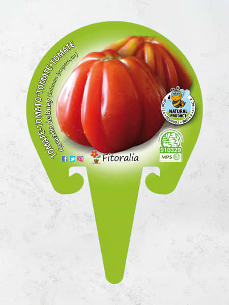 Tomate Corazón de Buey - Planta de huerto