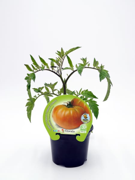 Tomate muchamiel - Planta de huerto