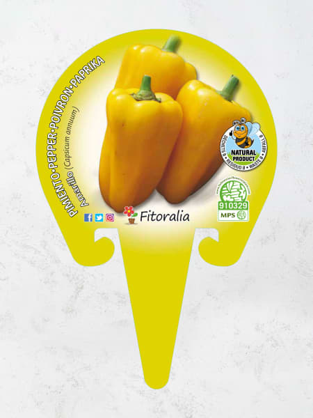 Pimiento amarillo - Planta de huerto