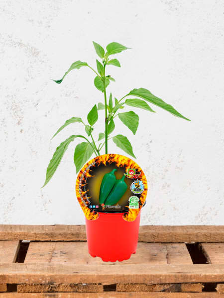 Pimiento Jalapeño - Planta de huerto