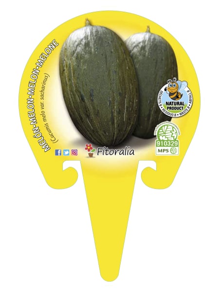 Melón Piel de Sapo - Planta de huerto