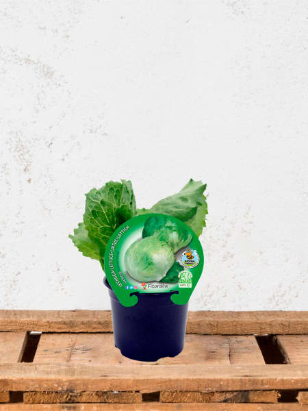 Lechuga Iceberg - Planta de huerto