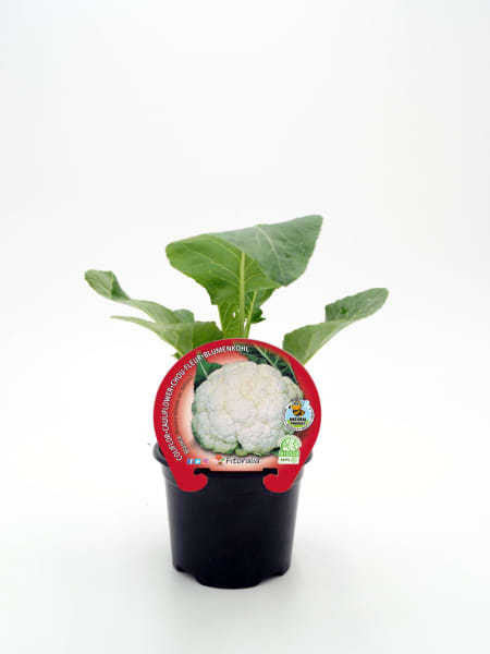 Coliflor blanca - Planta de huerto