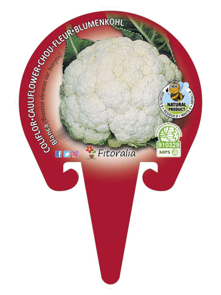 Coliflor blanca - Planta de huerto