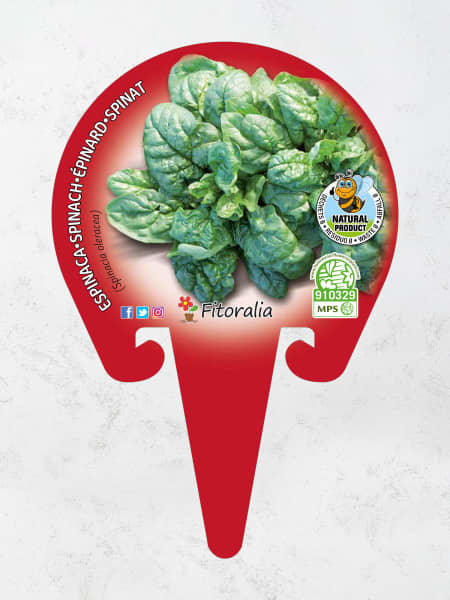 Espinaca - Planta de huerto