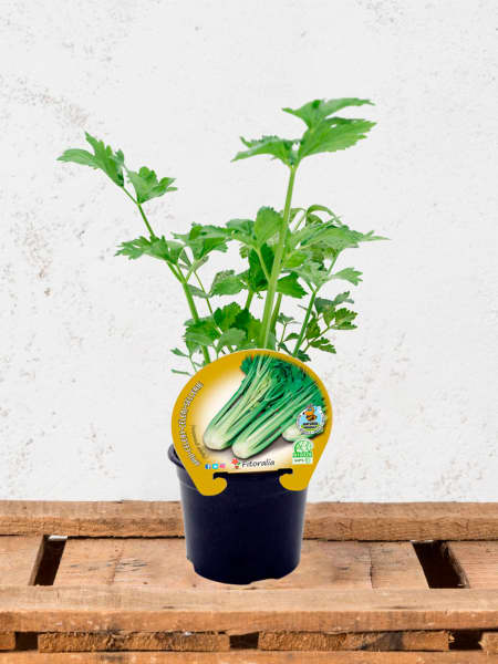 Apio (Apium graveolens) - Planta de huerto