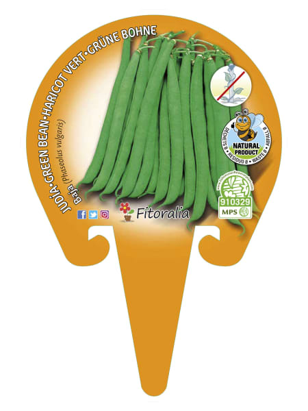 Judia de Mata Baja Redonda - Planta de huerto