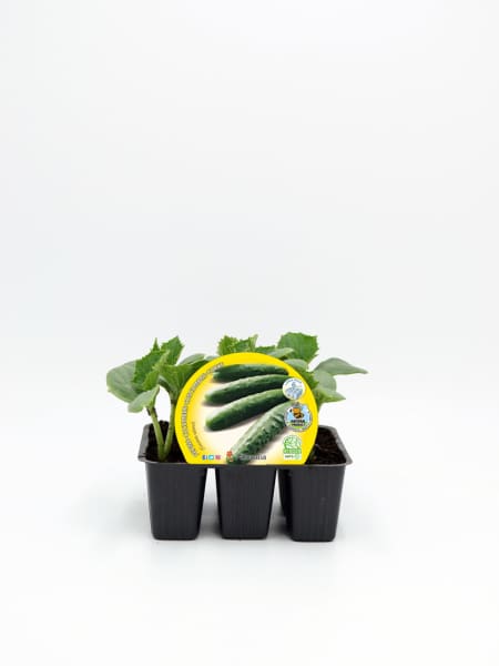 Pepino - Pack de 6 plantas de huerto