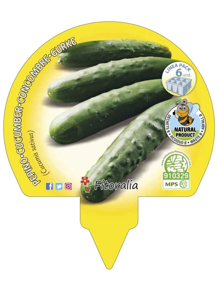 Pepino - Pack de 6 plantas de huerto