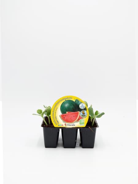 Sandia sugar baby - Pack de 6 plantas de huerto