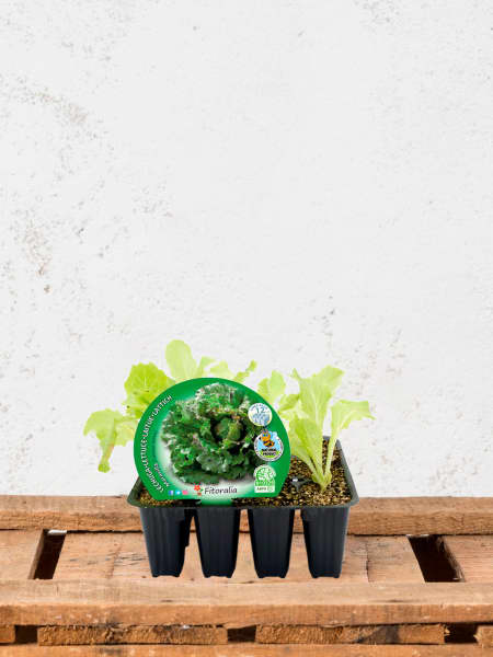 Lechuga ‘Maravilla de Verano’ - Plantas de huerto