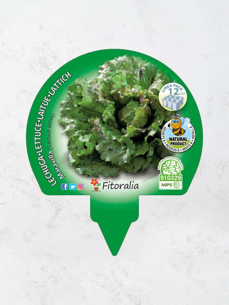Lechuga ‘Maravilla de Verano’ - Plantas de huerto
