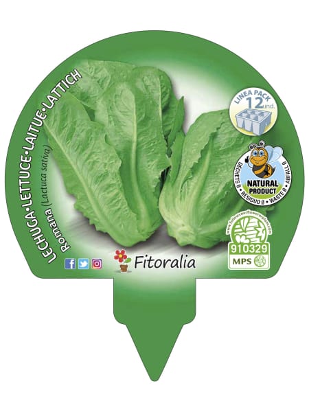 Lechuga Romana (Lactuca sativa var. longifolia) - Planta de huerto