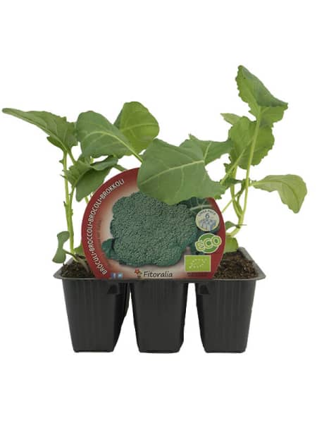 Brocoli verde - Pack de 12 plantas de huerto