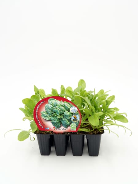 Espinaca - Planta de huerto