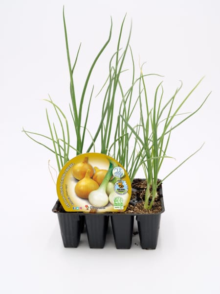 Cebolla 'Babosa' - Planta de huerto