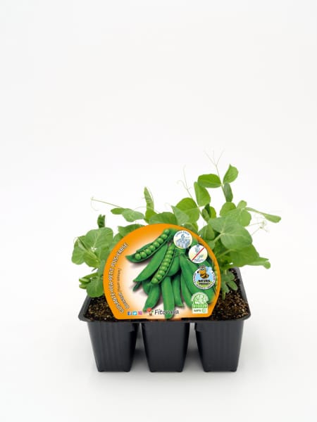 Guisante mata baja - Pack de 6 plantas de huerto