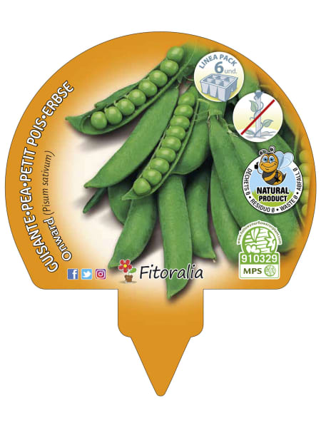 Guisante mata baja - Pack de 6 plantas de huerto