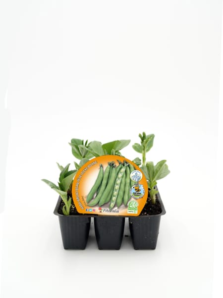 Haba - Planta de huerto
