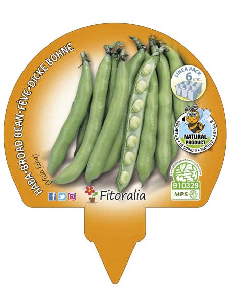 Haba - Planta de huerto