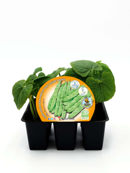 Judia de Mata Alta - Planta de huerto