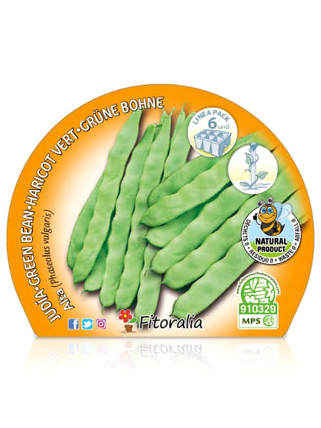 Judia de Mata Alta - Planta de huerto