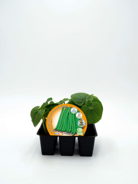 Judia de Mata Baja Redonda - Planta de huerto