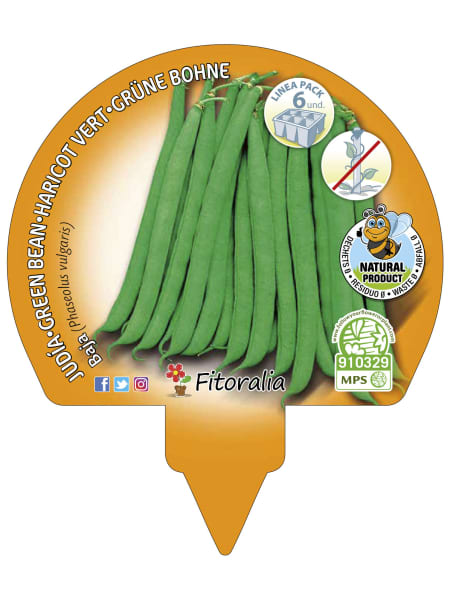 Judia de Mata Baja Redonda - Planta de huerto