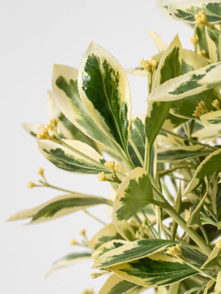 Evónimo Bravo en árbol - Euonymus japonicus 'Bravo'