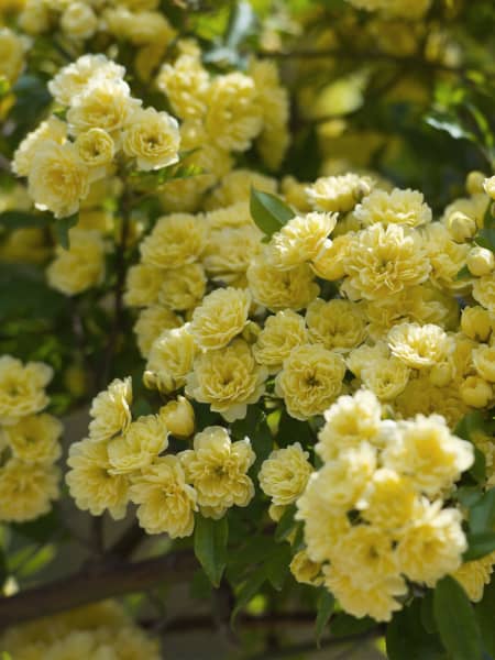 Rosa banksiae 'Lutea'