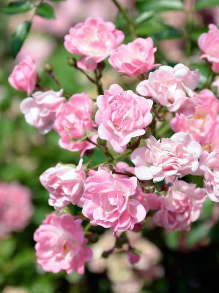 Rosa banksiae 'Rosea'