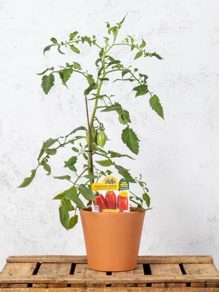 Tomate injertado Largo San Marzano- Planta de huerto