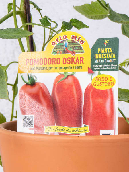 Tomate injertado Largo San Marzano- Planta de huerto