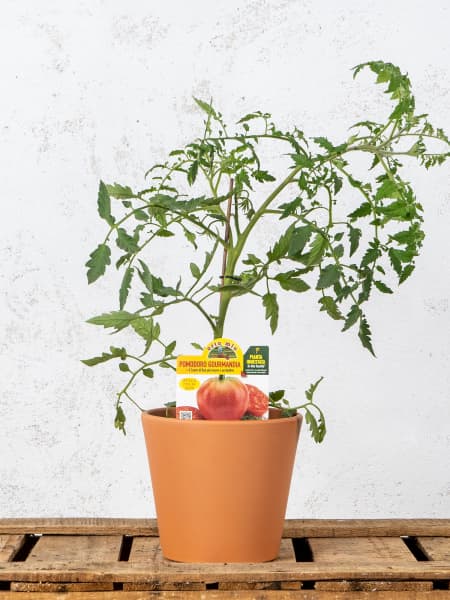 Tomate injertado Corazón de Buey - Planta de huerto