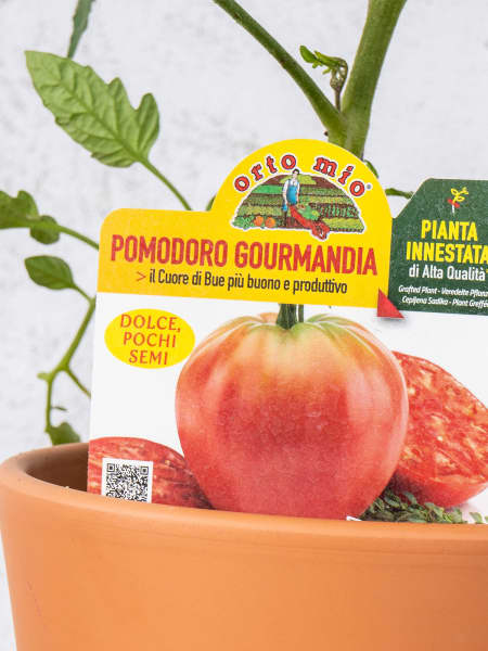 Tomate injertado Corazón de Buey - Planta de huerto