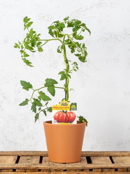 Tomate injertado Superestriado - Planta de huerto