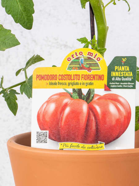 Tomate injertado Superestriado - Planta de huerto