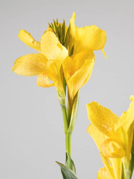 Canna indica